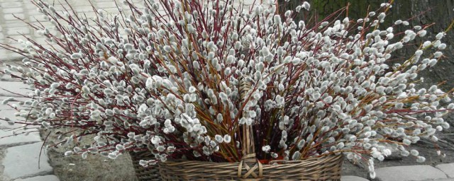 雪柳干枝能养多久 干枝雪柳应该怎么养