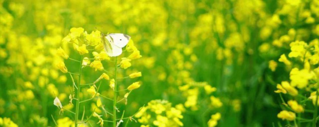 油菜花的生长环境特点 关于油菜花的生长环境特点