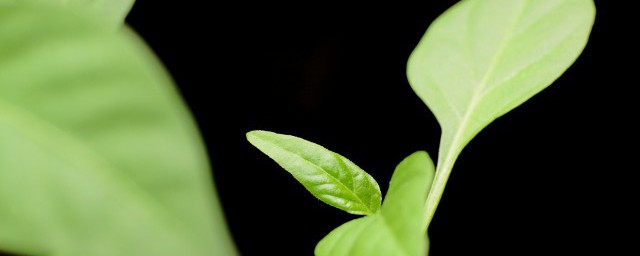 种子催芽的常见方式 种子催芽的常见办法有哪些