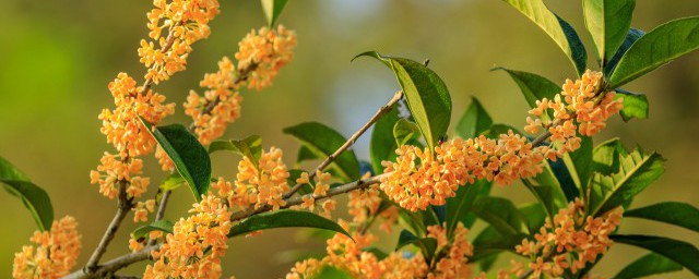 家里为什么不能种四季桂花 家里不能种四季桂花的原因