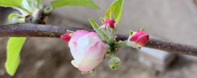 苹果几月开花 关于苹果的简介