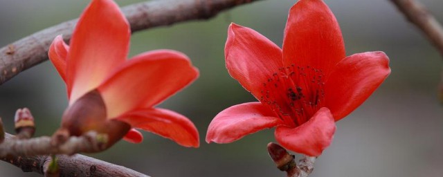 木棉花是什么花 木棉花简介