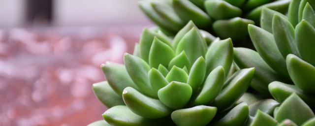 怎么养好多肉植物 养好多肉植物的关键