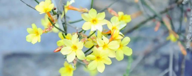 迎春花有什么精神品质 迎春花精神品质介绍