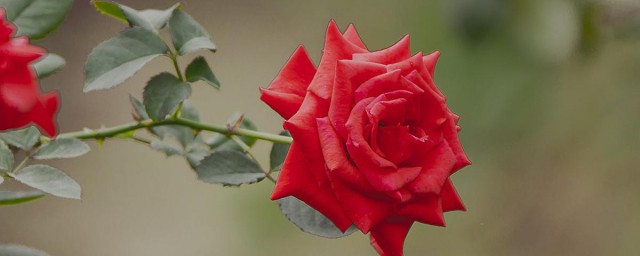 玫瑰花结出的果实是什么 玫瑰花介绍