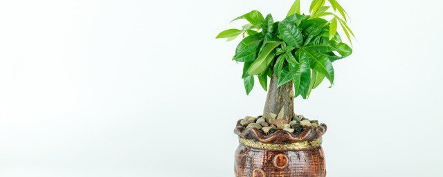 藤蔓类植物包括哪些 藤蔓类植物包括具体哪些