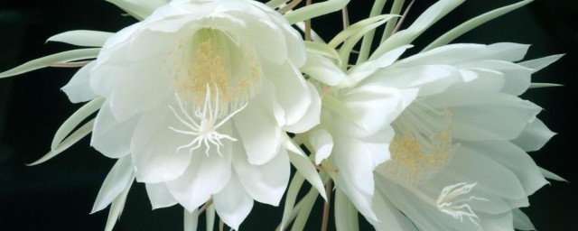水晶花的花语和寓意 水晶花的花语和寓意介绍