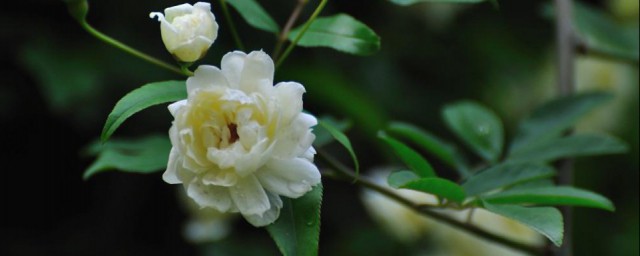 木香花为什么不能种 木香花不能种的原因