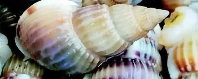 织纹螺到底能不能吃 织纹螺为什么不能吃