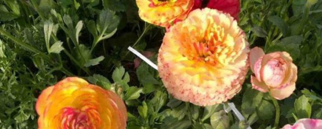 芹叶牡丹叶子发黄怎么回事 芹叶牡丹叶子发黄是什么原因