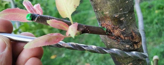 苹果树春季嫁接办法 苹果树春季嫁接要领推荐