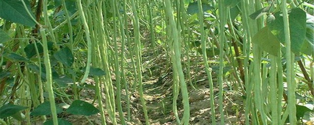 豇豆的种植时间和种植方法 豇豆的种植时间介绍