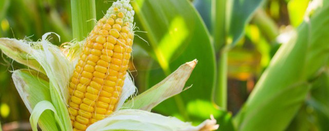 糯玉米种植时间和方法 糯玉米种植时间介绍