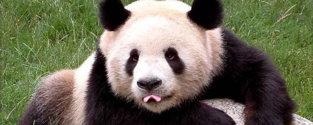 大熊猫介绍 大熊猫的相关知识