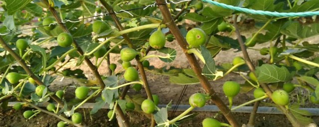 无花果树苗种植注意事项 无花果树苗种植注意事项分享