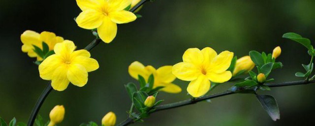 迎春花的花蕊是什么颜色的 迎春花的花蕊颜色简介