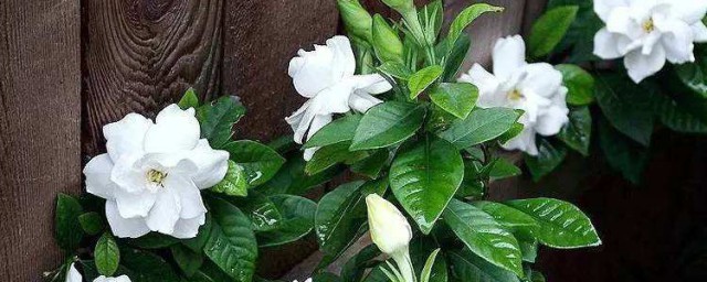 栀子花的花语和传说 关于栀子花的花语和传说 介绍