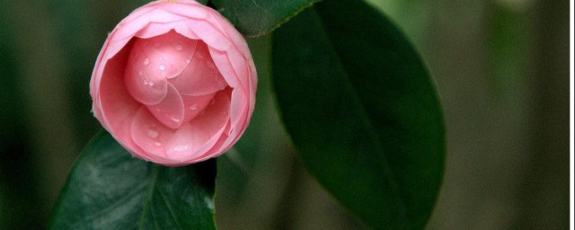 山茶花会结果子吗 山茶花能不能结果呢