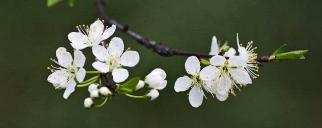 李子花的特点有哪些 李子花有什么特征