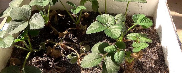 草莓种子的种植技巧和时间 草莓种子的种植办法和时间简单简介