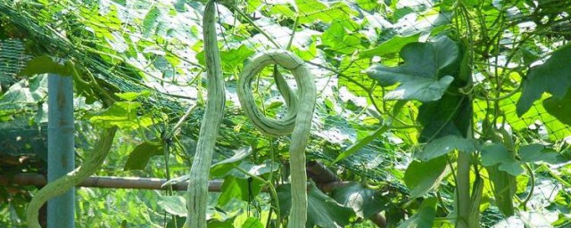 蛇豆怎样种能快出苗 蛇豆能快出苗的种法简介