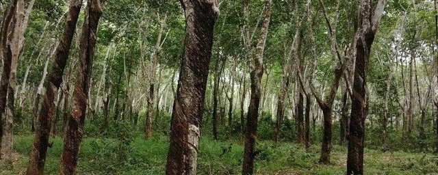 橡皮树换盆后需要浇水吗 橡皮树换盆后是否需要浇水