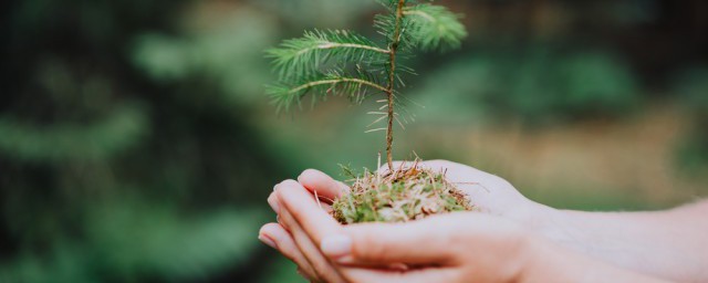 沙质土可以种什么植物 沙质土适合种植哪些植物呢