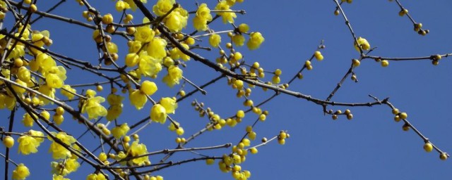 冬天有哪些花开放 冬天的时候哪些花会开呢