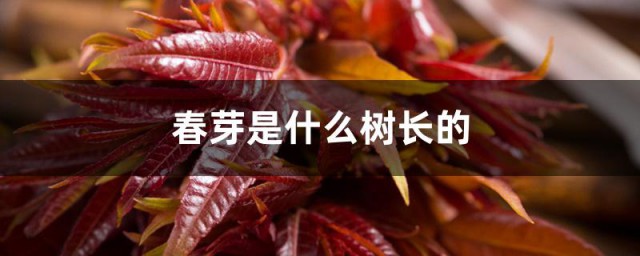 春芽是什么树长的 春芽树的简介