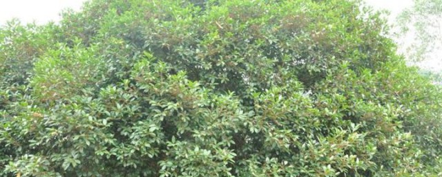 家里能种桂花树吗 种桂花树的注意事项
