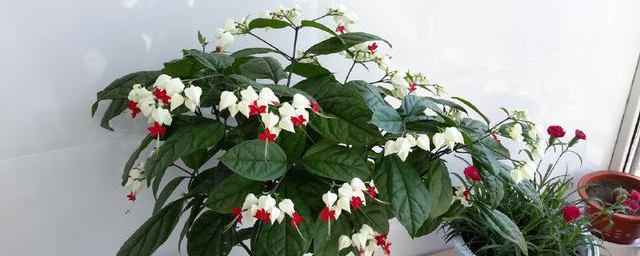 花期长的木本花卉有哪些 花期长的花卉简介