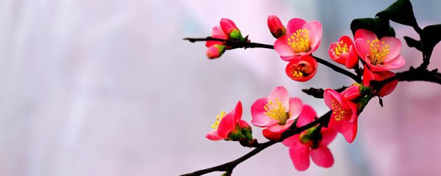 海棠花长什么样 海棠花的样子介绍