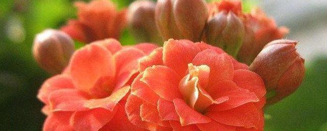 长寿花为什么叫长寿花 叫长寿花的原因