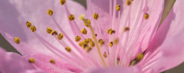 桃花的花心是什么颜色的 桃花的花心是啥颜色的