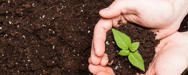 生根粉怎样用效果最佳 生根粉的用法