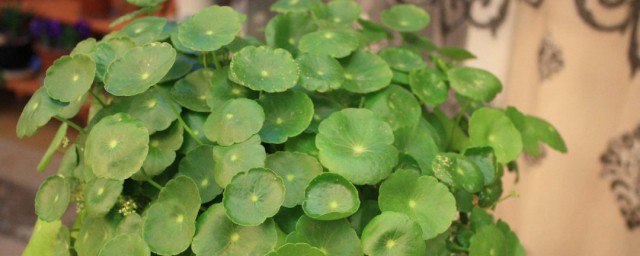 铜钱草喜欢阳光吗 铜钱草喜光吗
