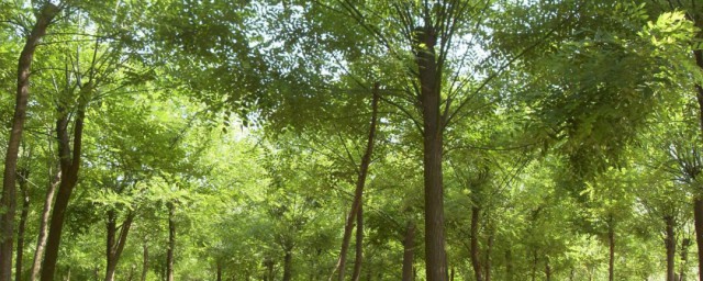 杨树的株距和行距是多少 杨树介绍