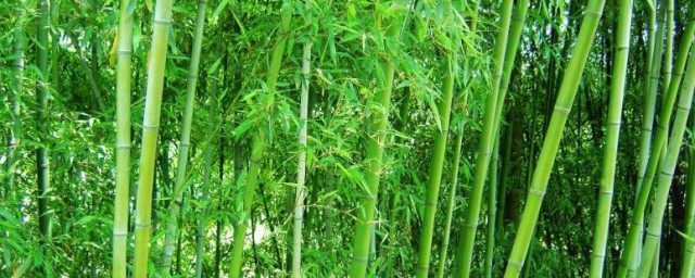 竹子竹鞭走向判断方法 竹子竹鞭走向判断方法是怎样的