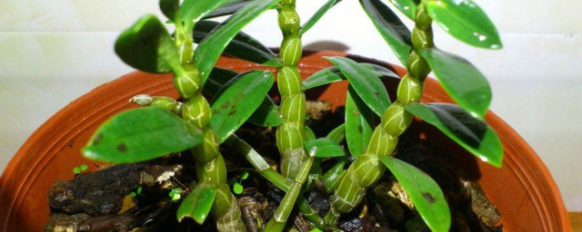 夜来香如何种植技巧 夜来香种植要领分享