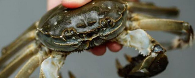 海蟹怎么存放 海蟹的存放方法