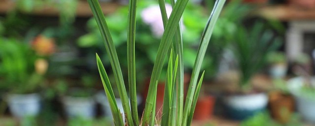 仙克兰花的养殖办法 仙克兰花如何养殖