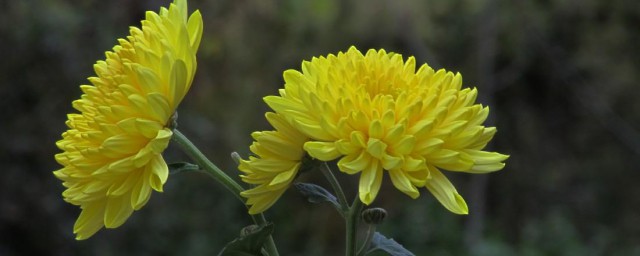 菊花有什么种类 菊花简介