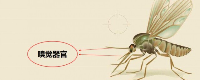 老是招蚊子的人健康吗 什么人容易招蚊子