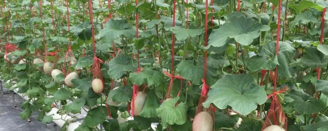 最新无土蔬菜种植方法 最新无土蔬菜种植方法有哪些