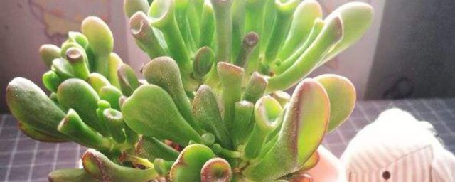 吸财树多肉的养殖方法和注意事项 吸财树多肉喜欢什么温度