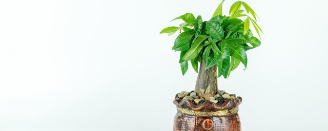救活发财树的简单方法 如何激活发财树