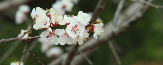 樱花嫁接时间和方式 樱花需要注意什么