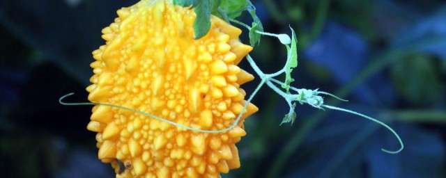 金铃子种植时间和方法 金铃子种植需要注意什么