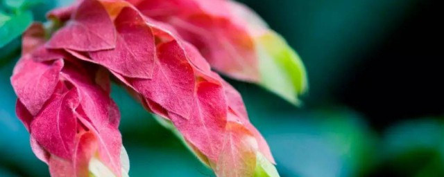 虾衣花的养殖方法和注意事项 虾衣花喜欢什么生长环境