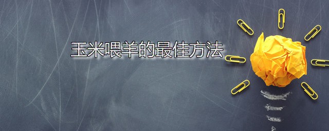 玉米喂羊的最佳方法 玉米喂羊要注意什么